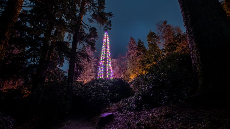 The world's tallest bedded Christmas tree at Cragside